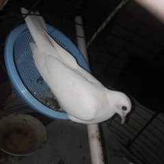 Male
