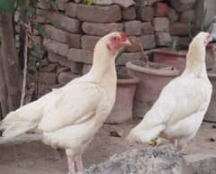 heera A1 qualty hens for sale. . location Nowshera. . wattsapp 03489523580