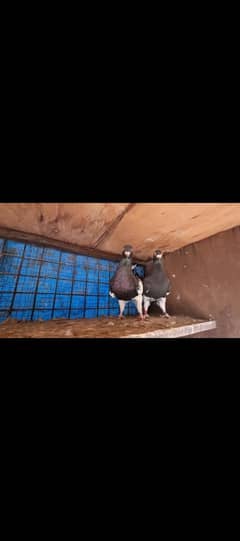 Lucky piegons for sale 03094196420