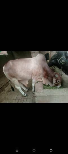Bharam saiwal
