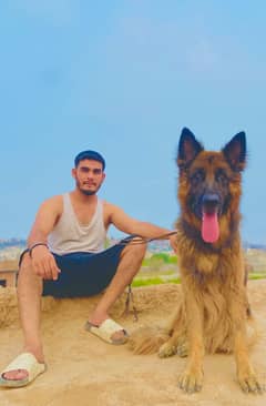 German Shepherd male for urgent sale