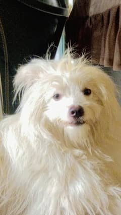 Indian Spitz