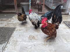 Japanese Bantam