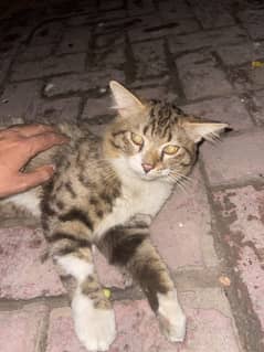 Cat for sale