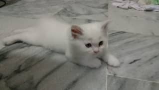 persian kittens pair