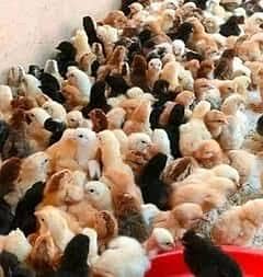 Golden Misri  Chicks, Fully Vacinated Age One Week