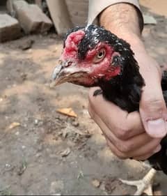 [Pair] Reasonable Mianwali Aseel Hen