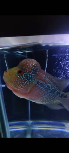 srd flowerhorn