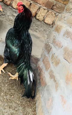 lasani mushka  breeder for sale.