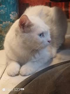 Persian single coat