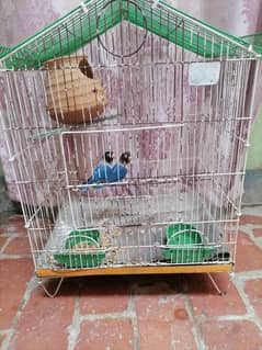 lovebird