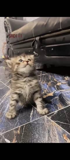 pure Persian calico female kitten