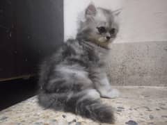 Pookie kittens