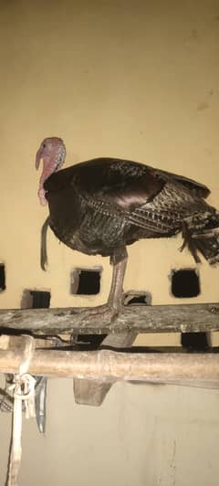 turkey