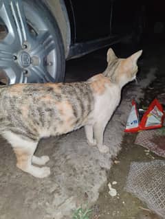 cat 