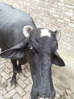 rano
