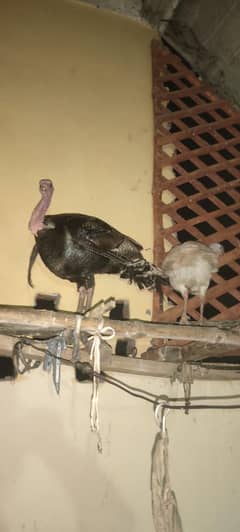 turkey breeder pair /Long neck duck /long neck chicks