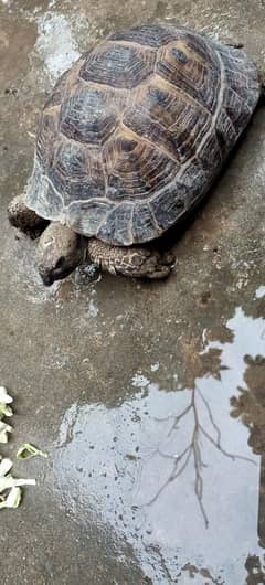 Tortoise