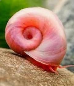 ramshorn snail are for sale