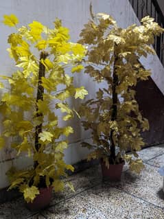 plants for sale beautiful