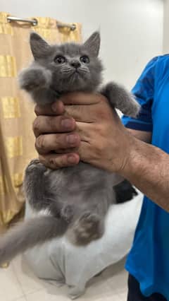 Persian kittens for sale