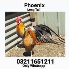 Phoenix Long TaiL Breedar Pair Or Male