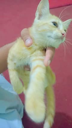 persian cat