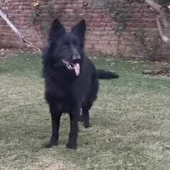 long coat confirm breeder black shepherd female for sale