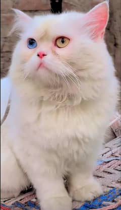 persian