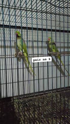Raw breeder pairs