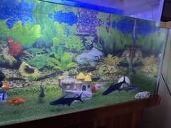 Blue line shark fish