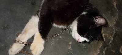 Persian cate male  3year age to