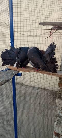 American English Lucky Black Pair