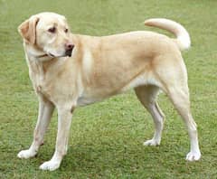 K9 dog security ( dog lover )