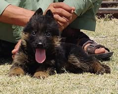 pure garman shepherd long caot female healthy and active