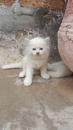 4 cat for sale 2 male 2 female