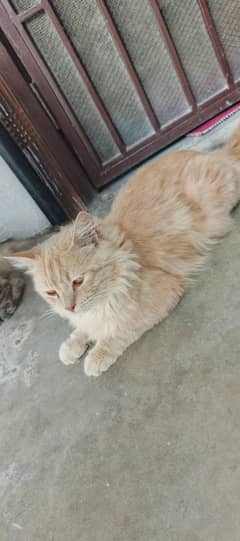 Persian