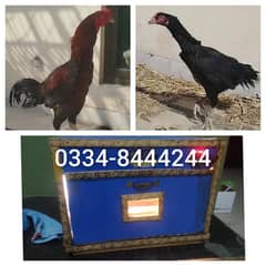 Long Height Pair & 120 eggs incubator