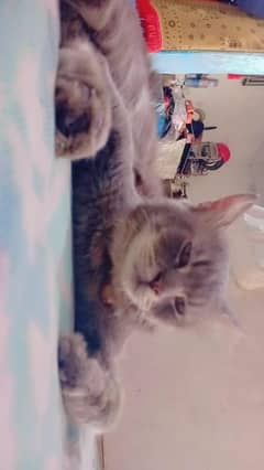 Russian male cat for sale