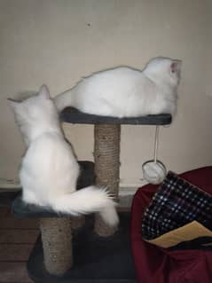 Kittens