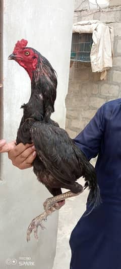 Aseel mushka for sale contact 03433644676