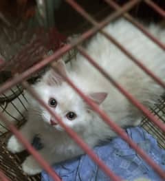 white male Persian cat