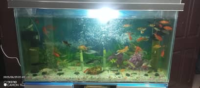 aquarium for sale 03009419019