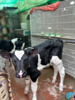 HF calves
