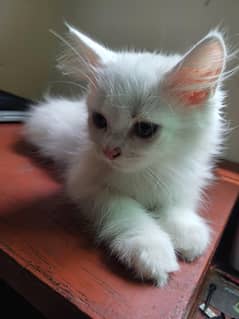 Persian cat || Persian kitten  || white kitten