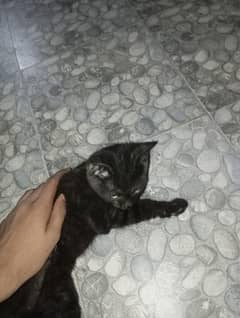2 female Persian single coated for free