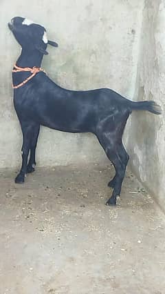 Beautiful Tadi Goat