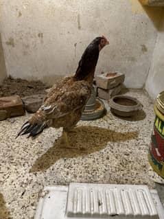 Aseel hen