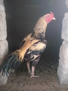 ASEEL JAWA MURGA