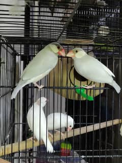 Java breeder pair